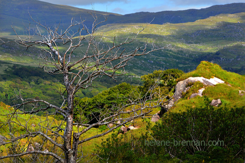 Killarney National Park 4959 Photo