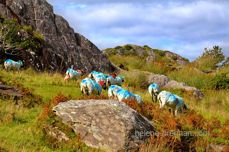 Beara Blue and Red Sheep 5835 Photo