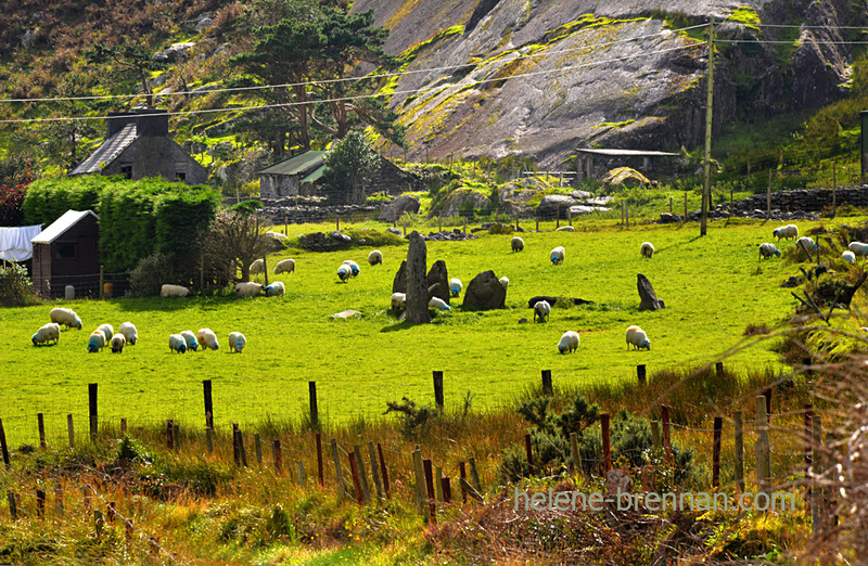 Shronebirrane Stone Circle 5842 Photo