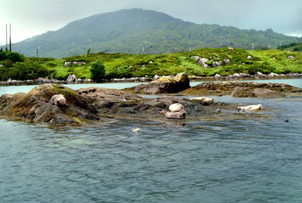 Seals at Garnish Island 35 Photo