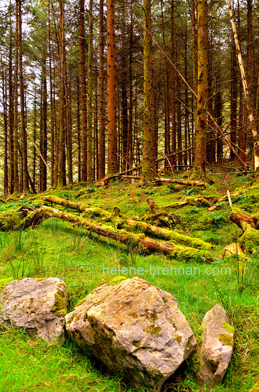 Glanteenassig Wood 6617 Photo