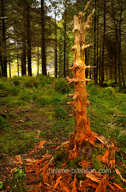 Glanteenassig Wood 6669 Photo