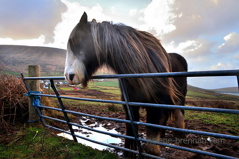 Long Hair 7685 Photo