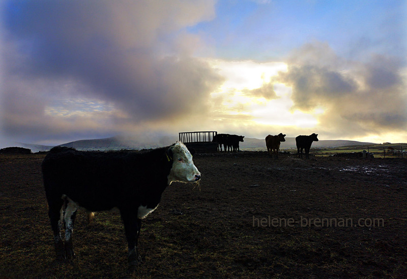 Cattle 102015 Photo
