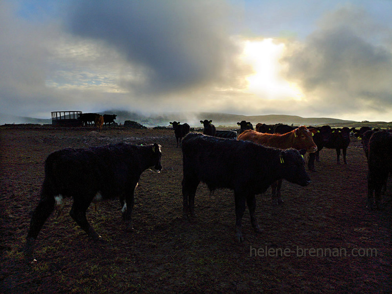 cattle 101936 Photo