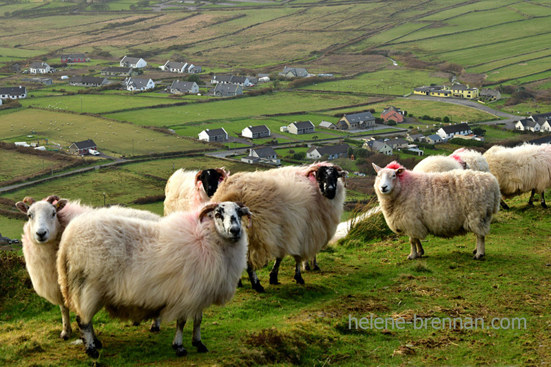 Sheep on Mount Eagle 0512 Photo