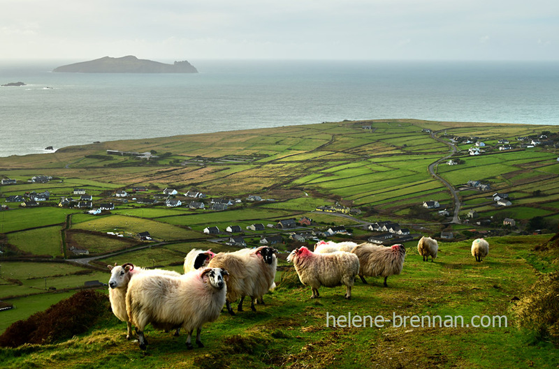 Sheep on Mount Eagle 0511 Photo