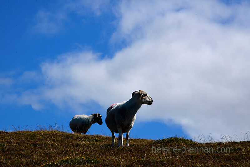 Sheep 5262 Photo