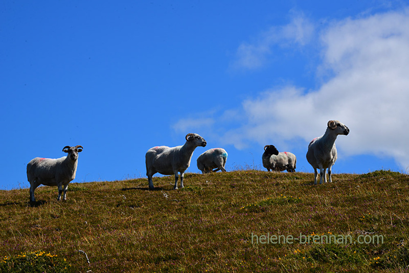 Sheep 5258 Photo