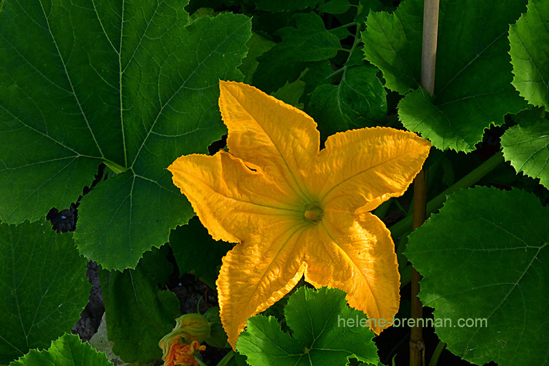Courgette Flower 1801 Photo