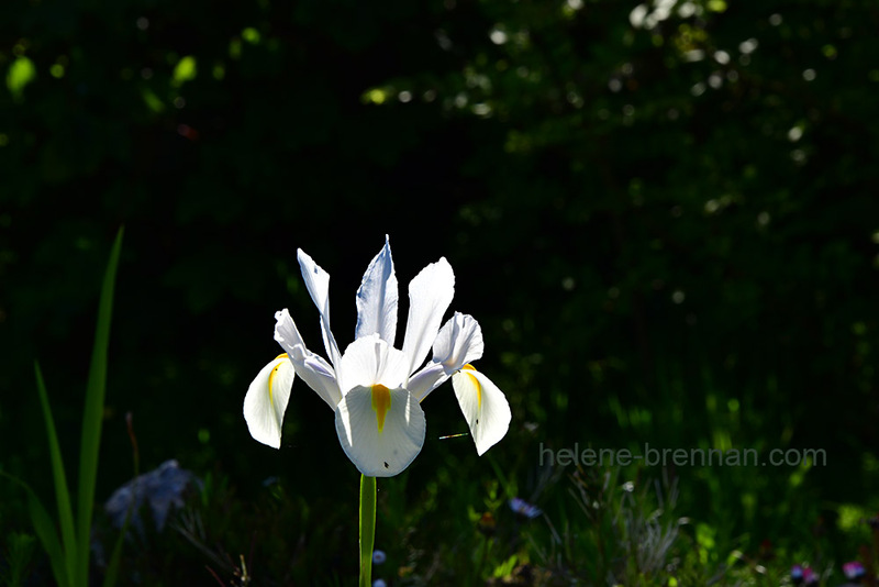 White Iris 1624 Photo