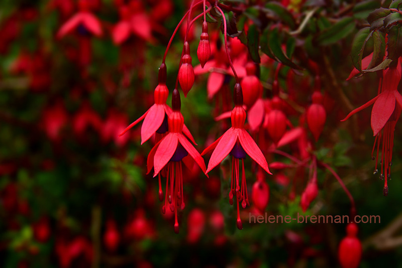 Fuchsia Blossoms1994 Photo