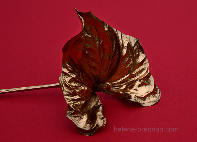 Anthurium 2364 Photo