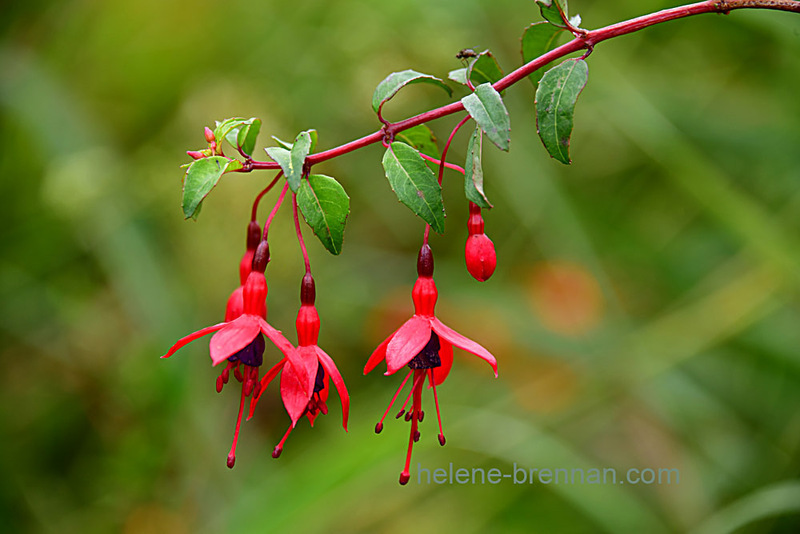 Fuschia 2353 Photo