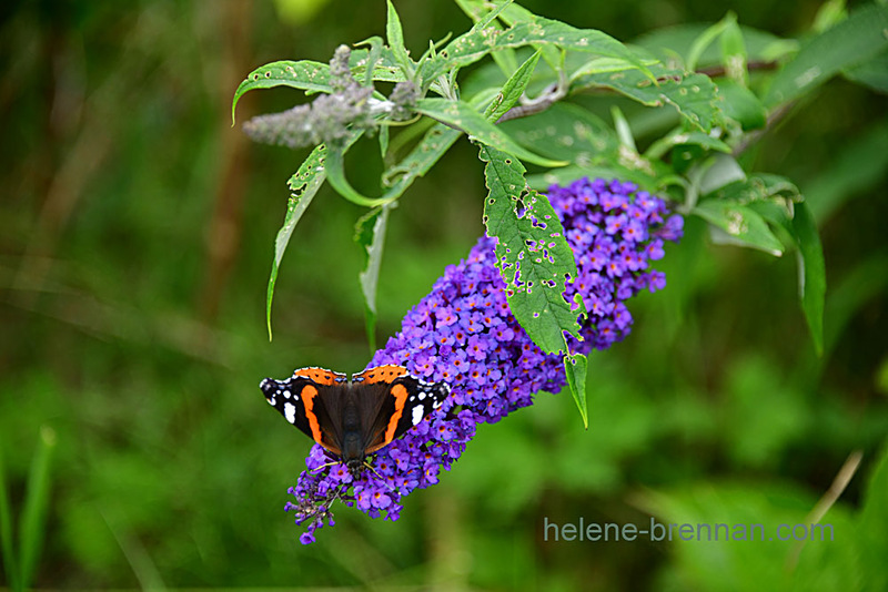 Buddleia with Butterfly 2338 Photo