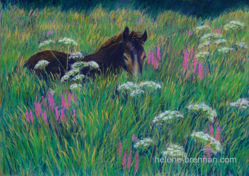 Connemara Pony 17 Painting:: Oil Pastel