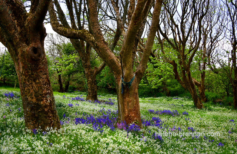 Hyacinth Garden 4550 Photo