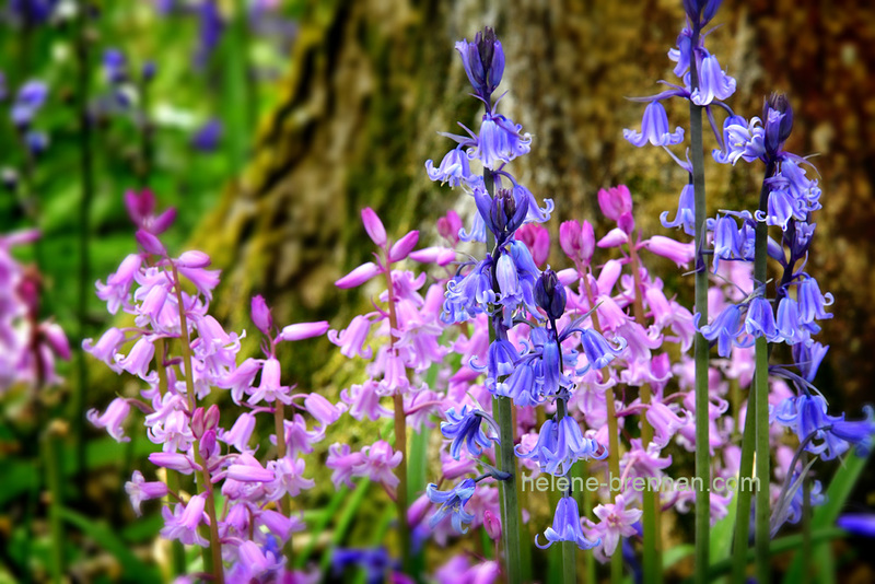 Hyacinth Garden 4556 Photo