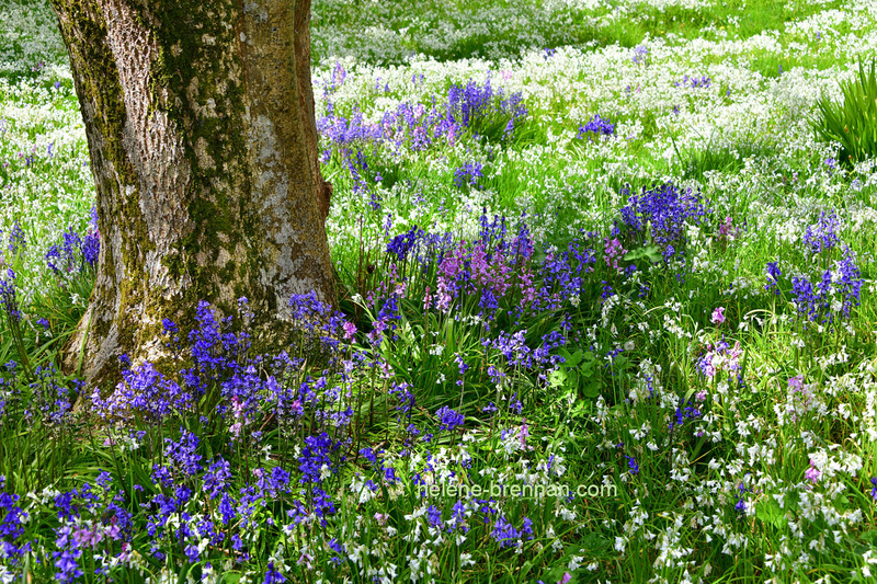 Hyacinth Garden 4526 Photo