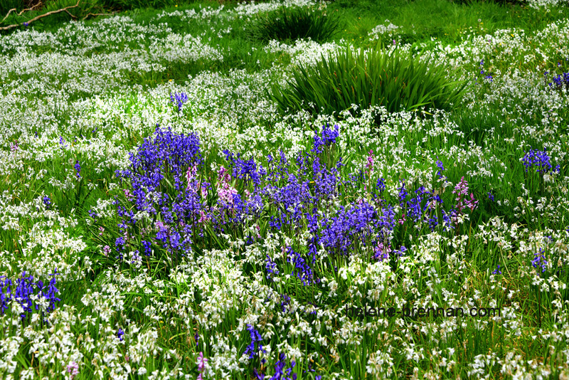 Hyacinth Garden 4529 Photo
