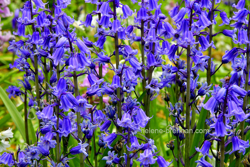 Hyacinth Garden 4557 Photo