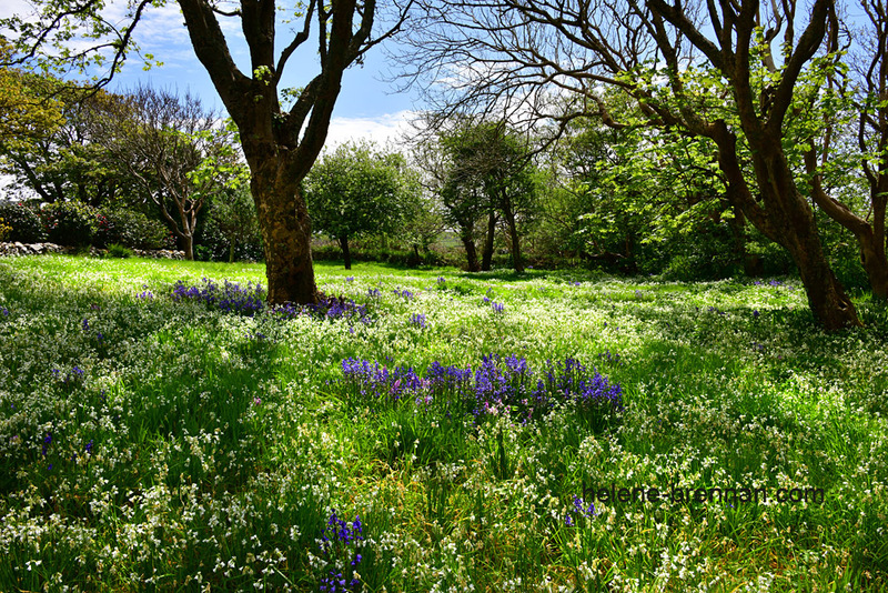 Hyacinth Garden 4537 Photo