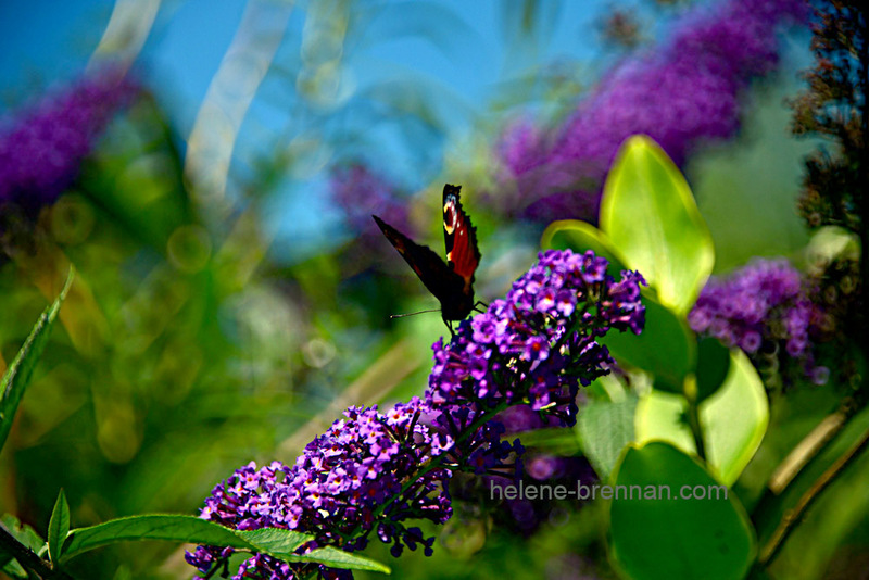 Peacock Butterfly on Buddleia Flower Photo