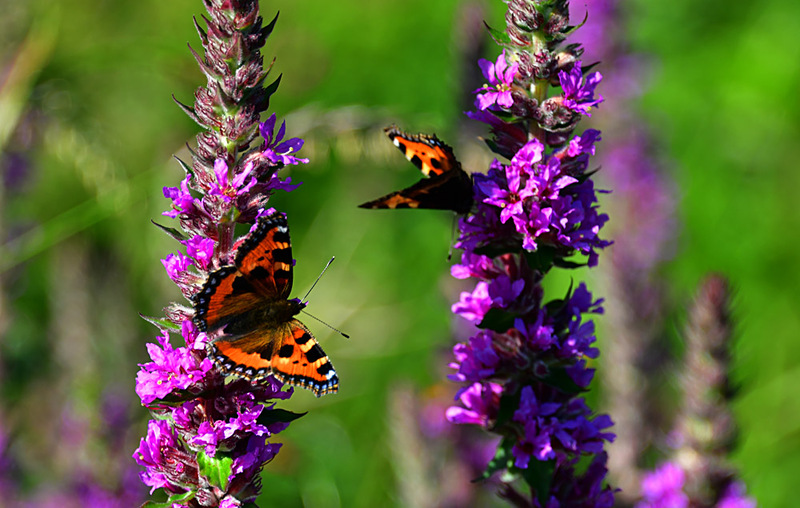 Butterflies on Loosestrife 7330 Photo