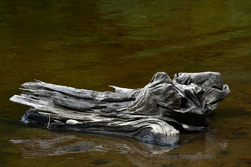 Driftwood on Blessington Lake 7975 Photo