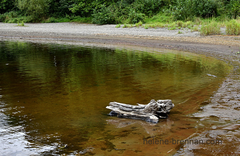 Driftwood on Blessington Lake 7970 Photo