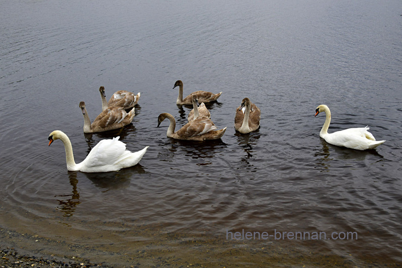 Swans on Blessington Lake 8010 Photo