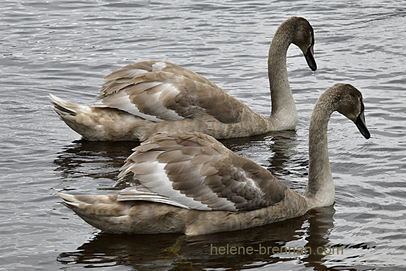 Cygnets on Blessington Lake 8010 Photo