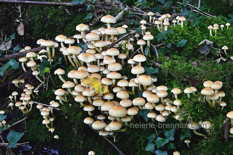 Mushrooms beside Blessington Lake 7889 Photo