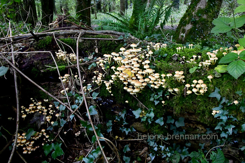 Fungi beside Blessington Lake 7890 Photo