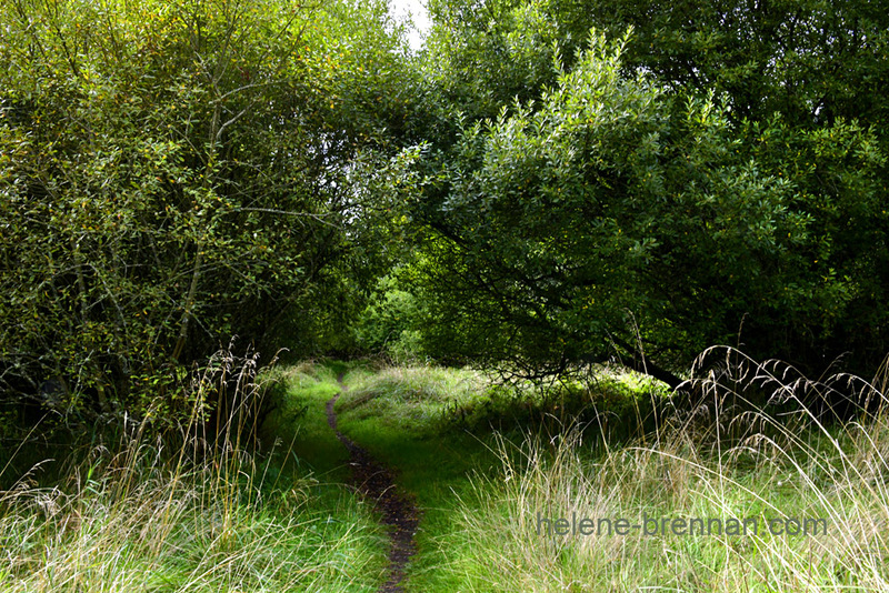 Woodland beside Blessington Lake 7899 Photo