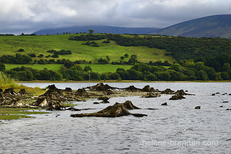 Tree Roots beside Blessington Lake 7899 Photo