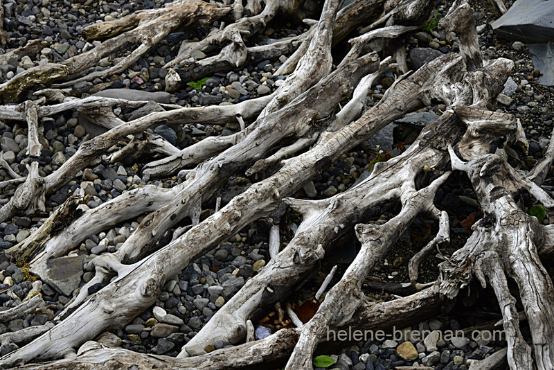 Tree Roots beside Blessington Lake 8069 Photo