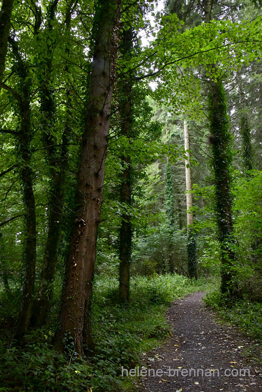 Woodland beside Blessington Lake 7897 Photo