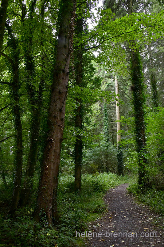 Woodland beside Blessington Lake 7897 Photo