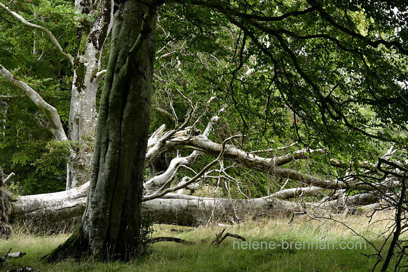 Woodland beside Blessington Lake 8079 Photo