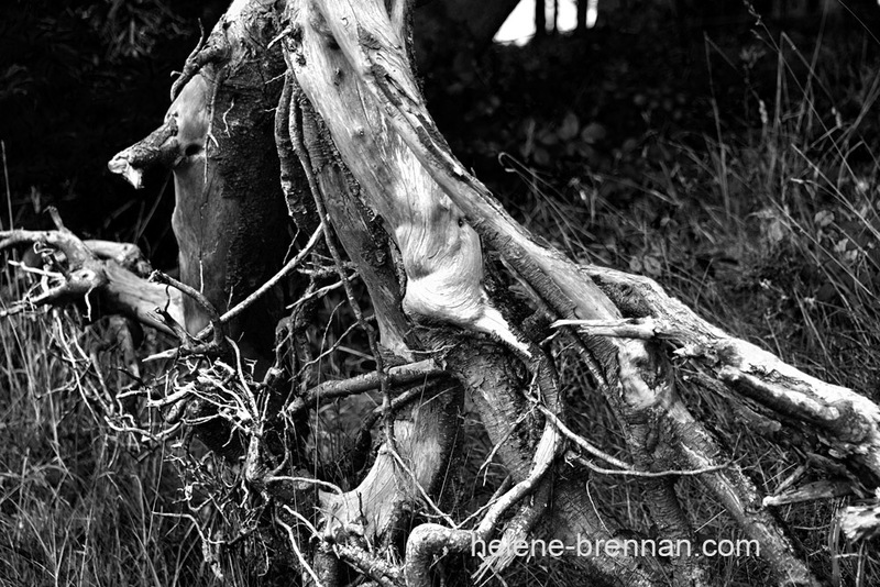 Tree Roots beside Blessington Lake 7948 Photo
