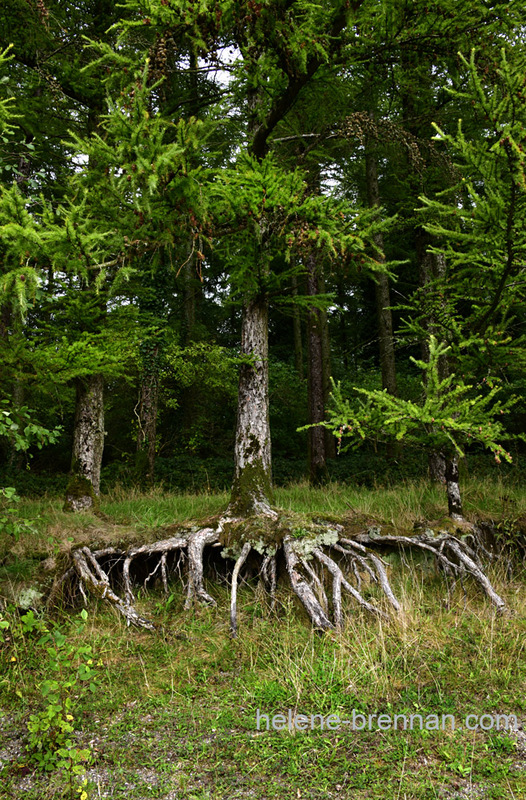 Tree Roots  at Blessington Lake 7930 Photo