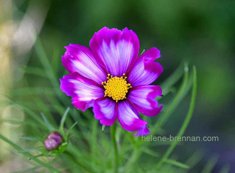 Pink Flower 7741 Photo