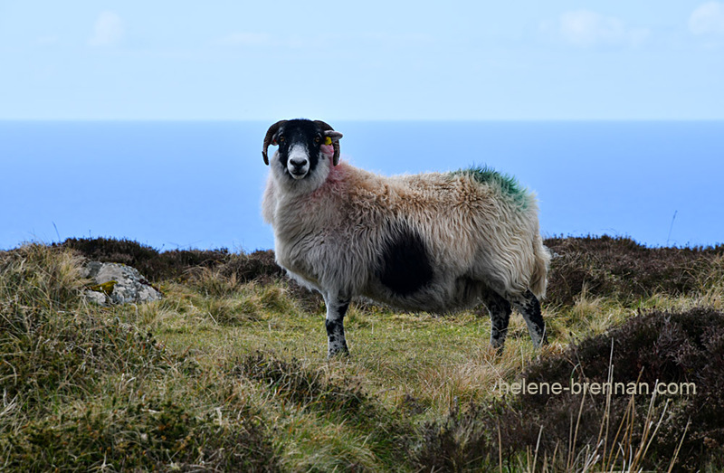 Sheep 9291 Photo