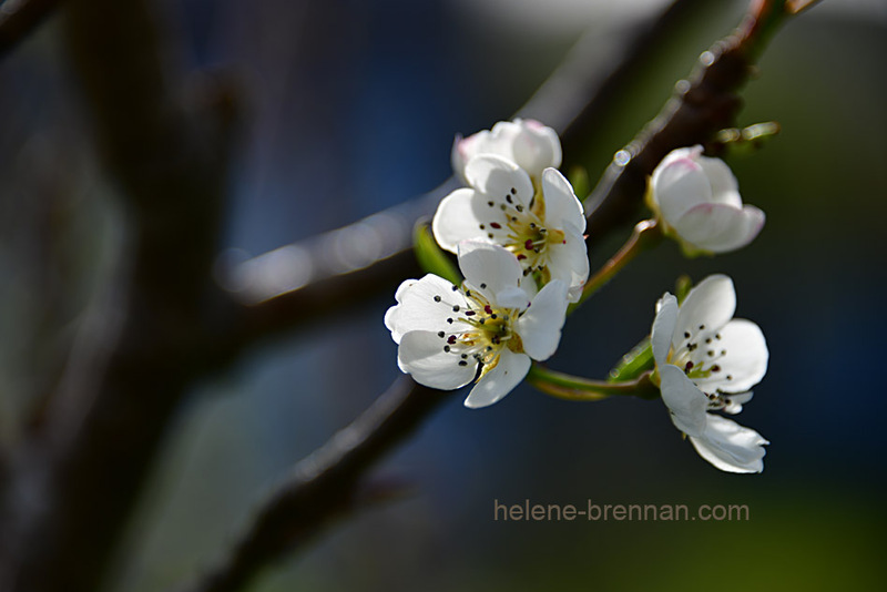 Pear Blossom 9406 Photo