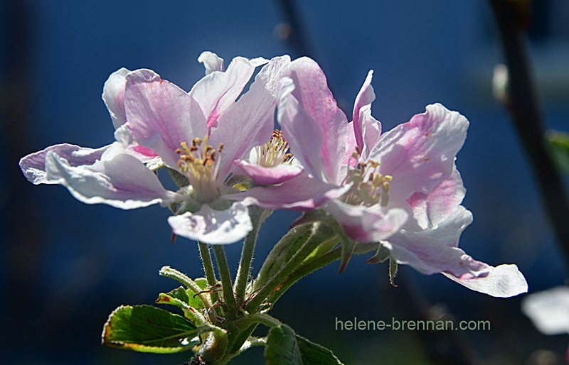 Apple Blossom 9788 Photo