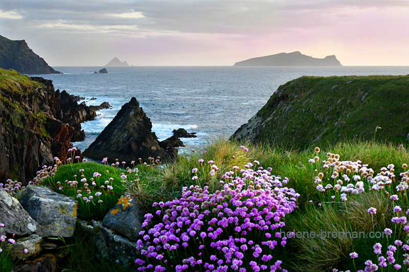 Sleeping Giant and Sea Pinks 9907 Photo