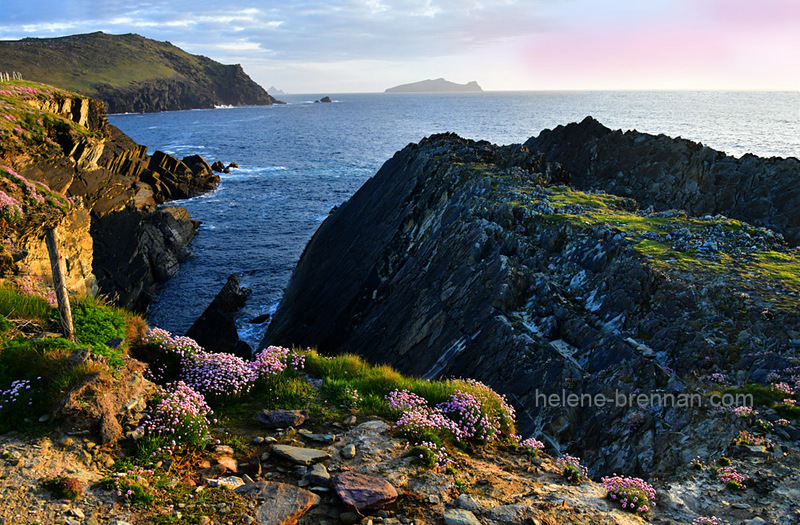 Sleeping Giant and Sea Pinks 9895 Photo