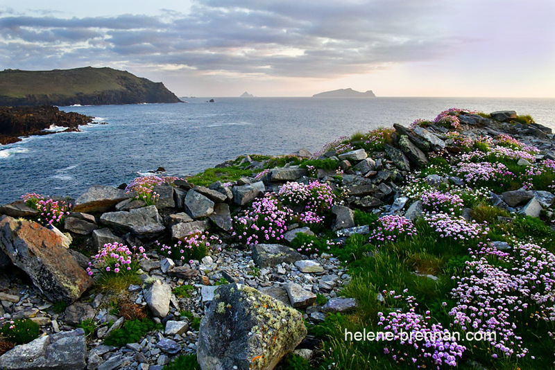 Sleeping Giant and Sea Pinks 9915 Photo