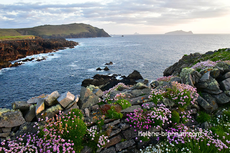 Sleeping Giant and Sea Pinks 9914 Photo